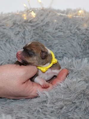 Collier jaune