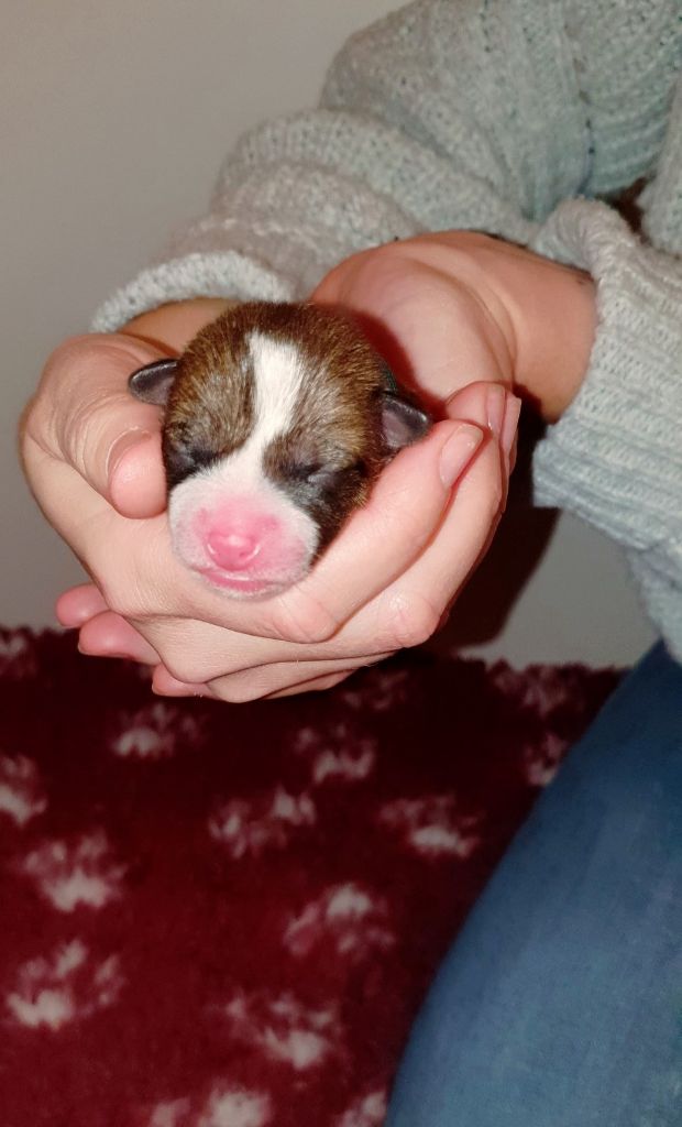 De La Dynastie De Kheops - Basenji - Portée née le 18/12/2020